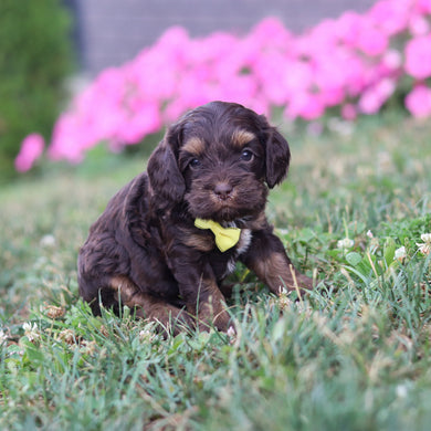 Pretzel - Available 8/20