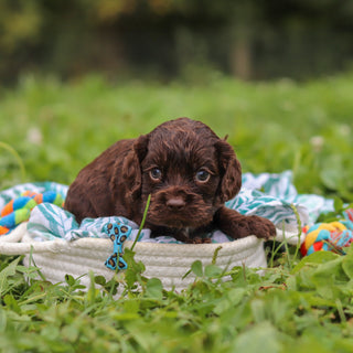 Beau - Available 10/8