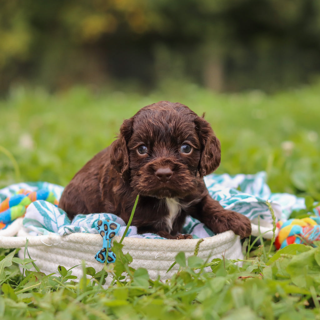 Beau - Available 10/8