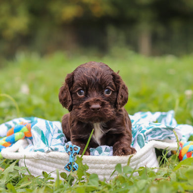 Beau - Available 10/8