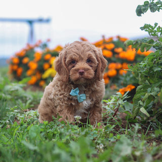Pumpkin - Available Now