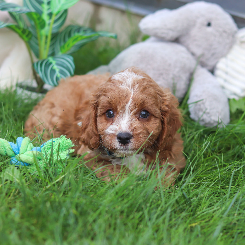 Felix - Available 9/10