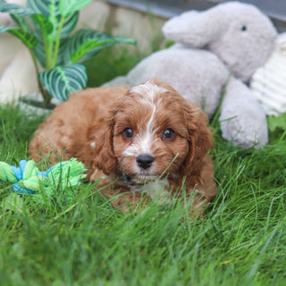 Felix - Available 9/10