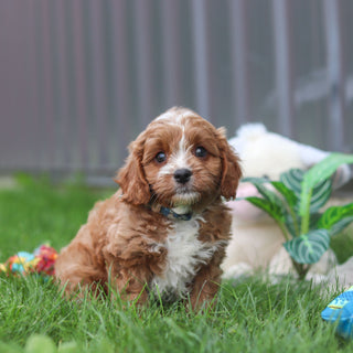Felix - Available 9/10