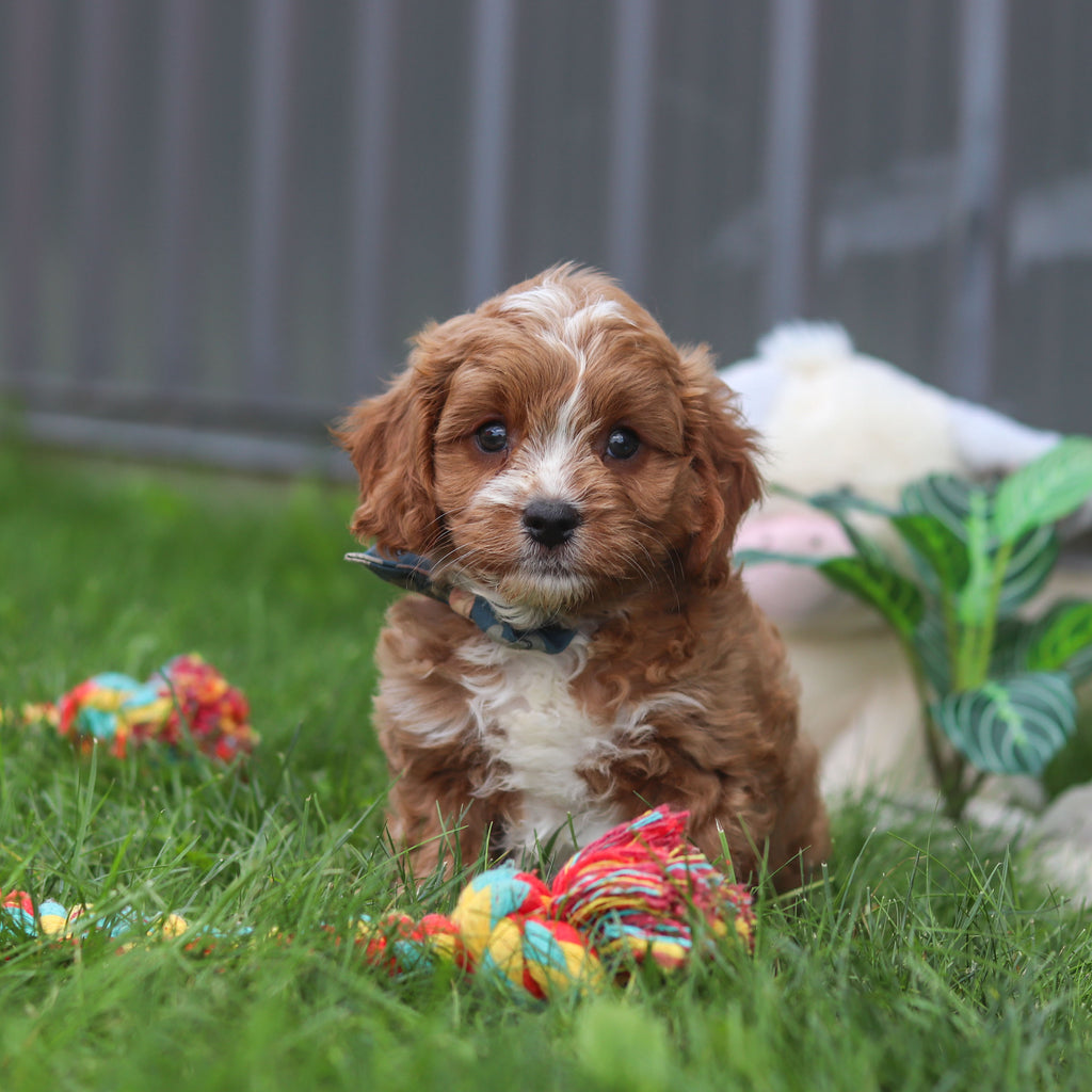 Felix - Available 9/10