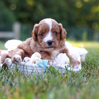 Felix - Available 9/10