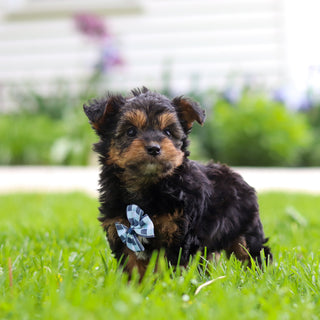 Bobby - Available 5/28