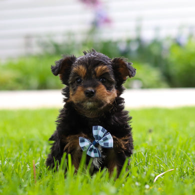 Bobby - Available 5/28