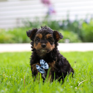 Bobby - Available 5/28
