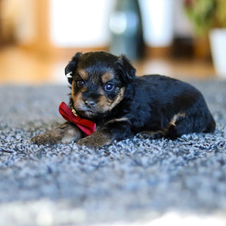 Bobby - Available 5/28