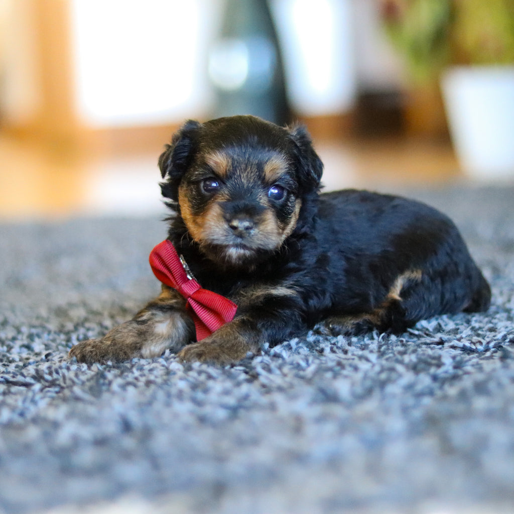 Bobby - Available 5/28
