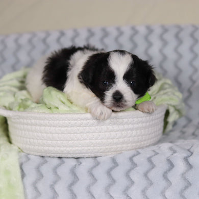 Titan - Available 4/9