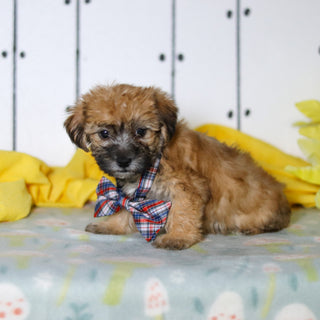 Birch - Available 4/16