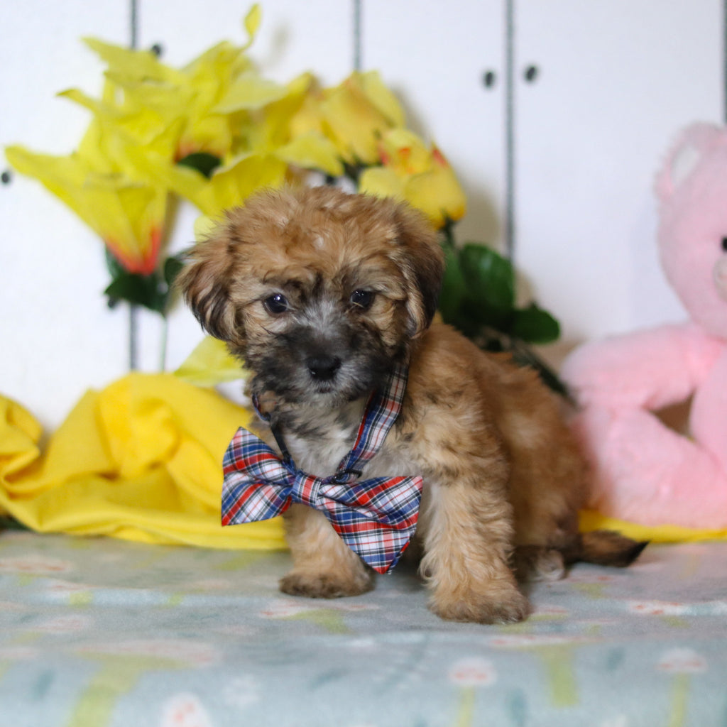 Birch - Available 4/16