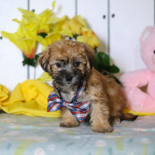 Birch - Available 4/16