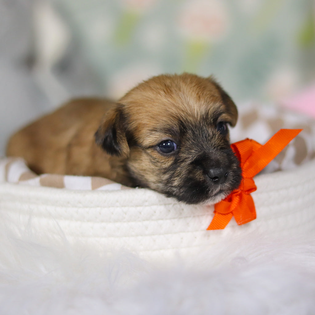 Birch - Available 4/16