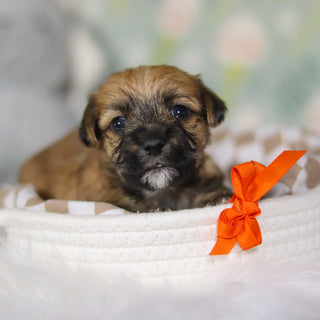 Birch - Available 4/16