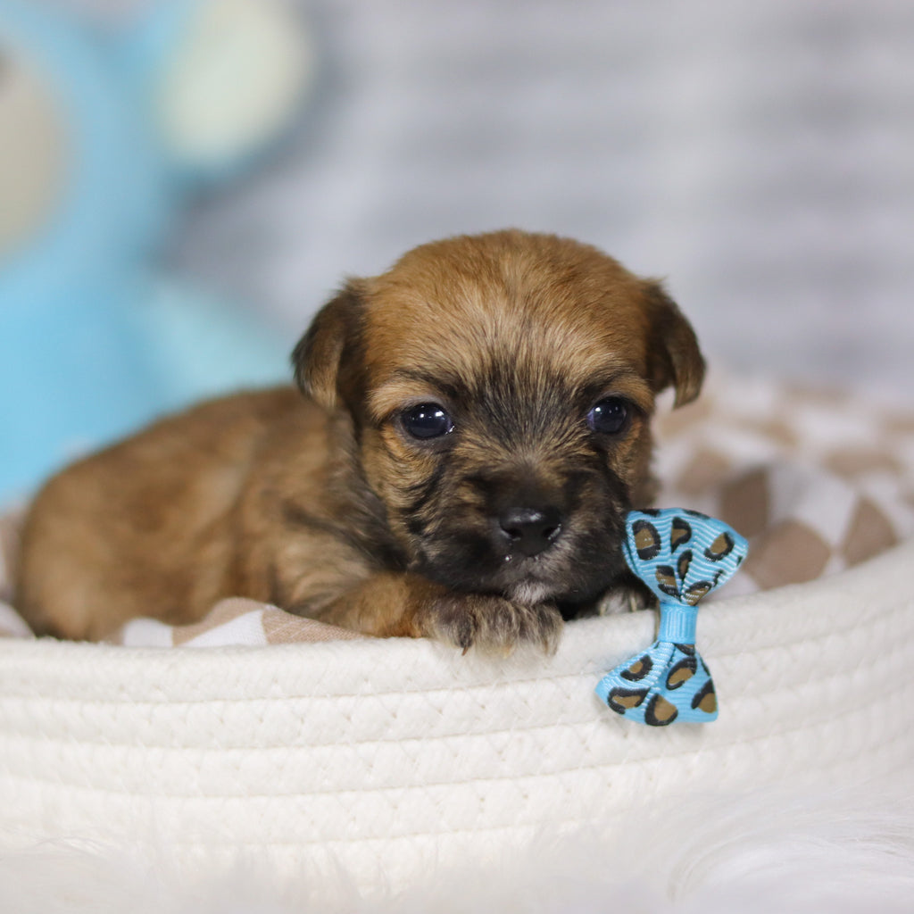 Banyan - Available 4/16