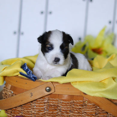 Riggins - Available 4/23