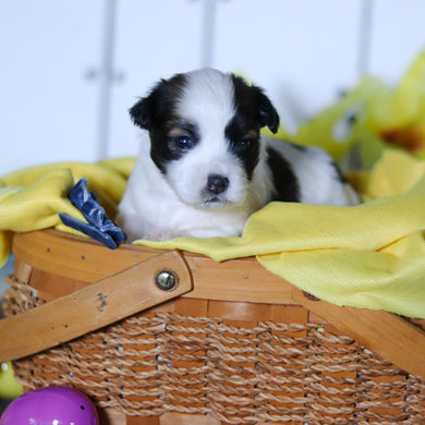 Riggins - Available 4/23