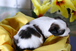 Riggins - Available Now