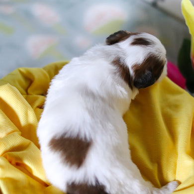 Ryder - Available 4/23