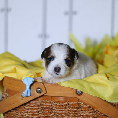 Ryder - Available 4/23