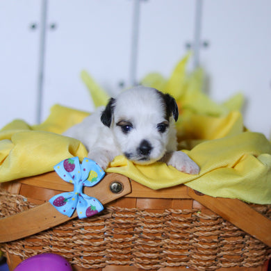 Rhino - Available 4/23