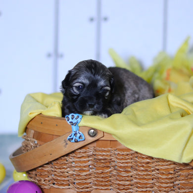 Rory - Available 4/23