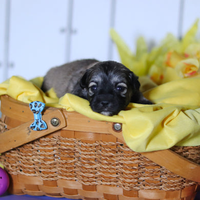 Rory - Available 4/23