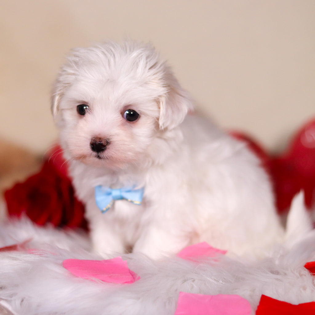 Graham - Available 2/26