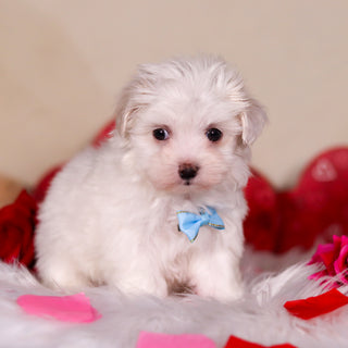 Graham - Available 2/26