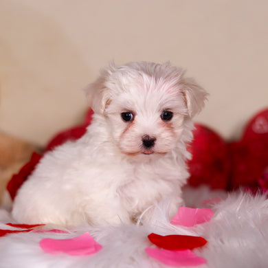 Griffin - Available 2/26