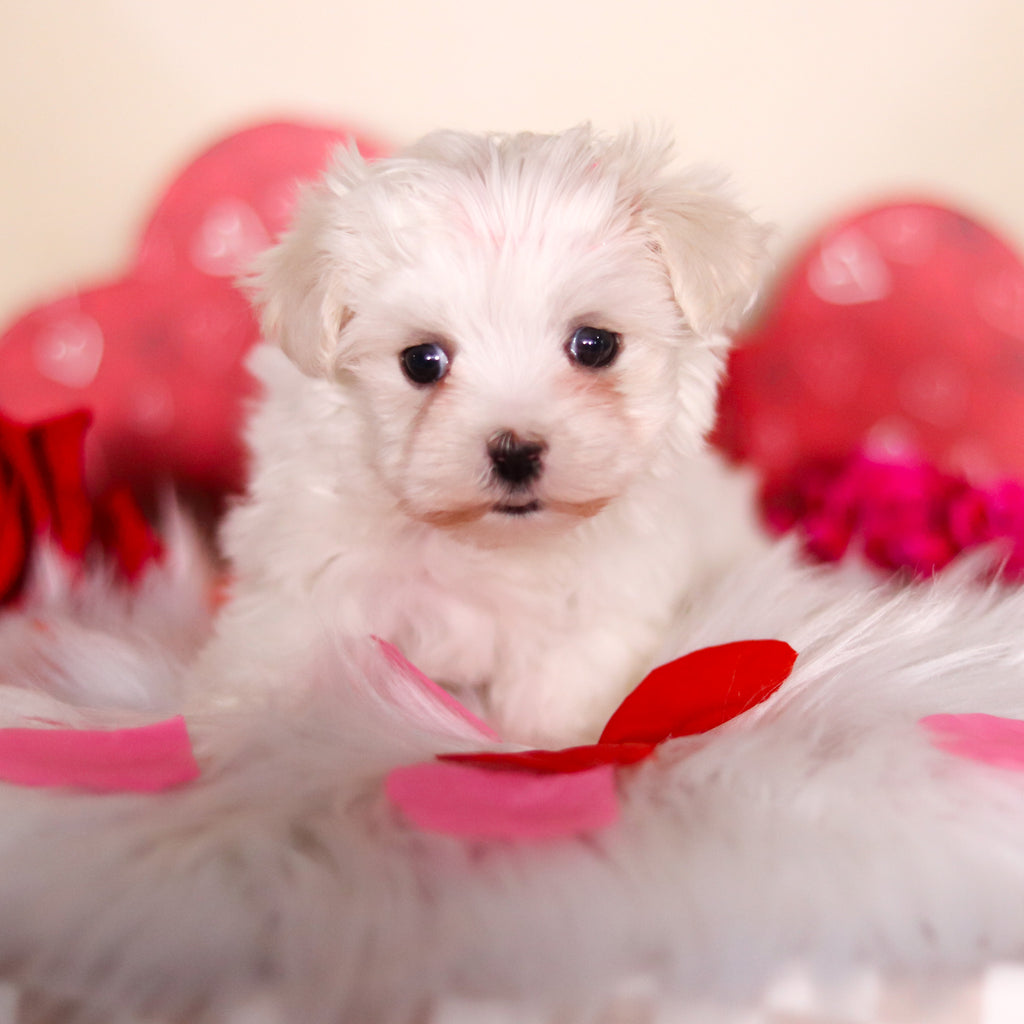 Griffin - Available 2/26