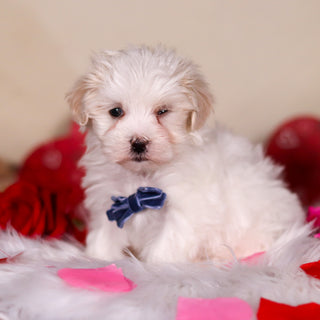 Grover - Available 2/26