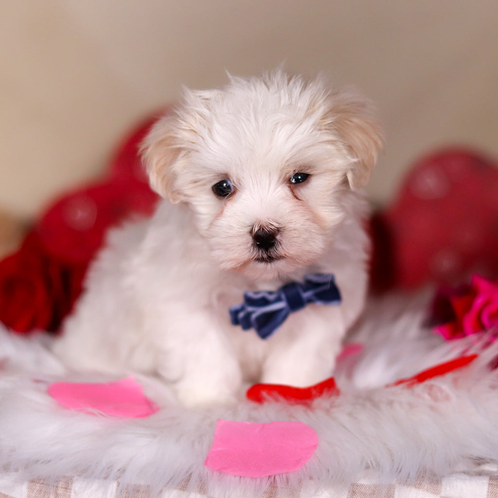 Grover - Available 2/26