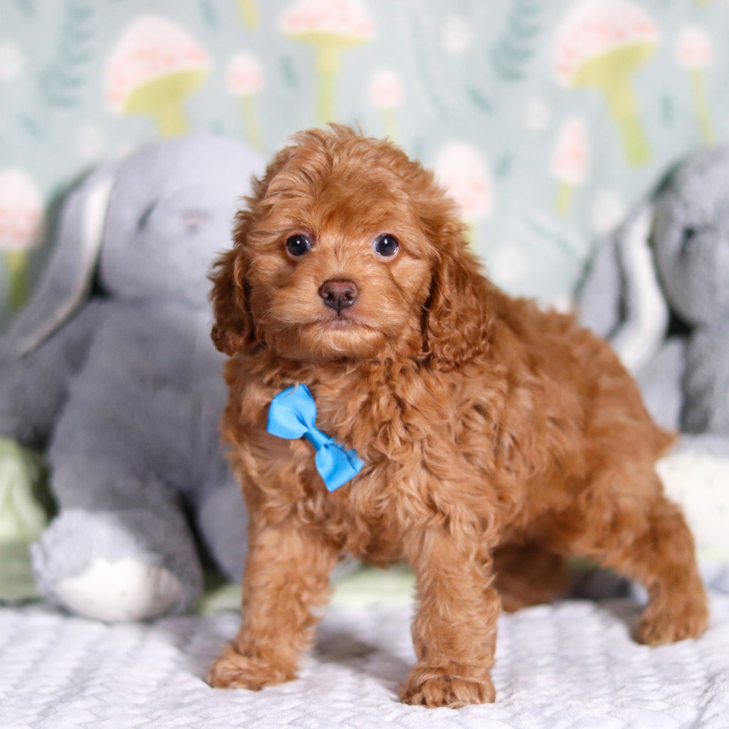 Benny - Available 3/5