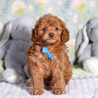 Benny - Available 3/5