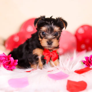 Pluto - Available Now