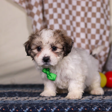 Barrett - Available 3/12