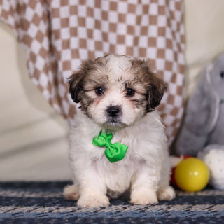 Barrett - Available 3/12