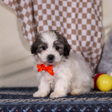 Albert - Available 3/12