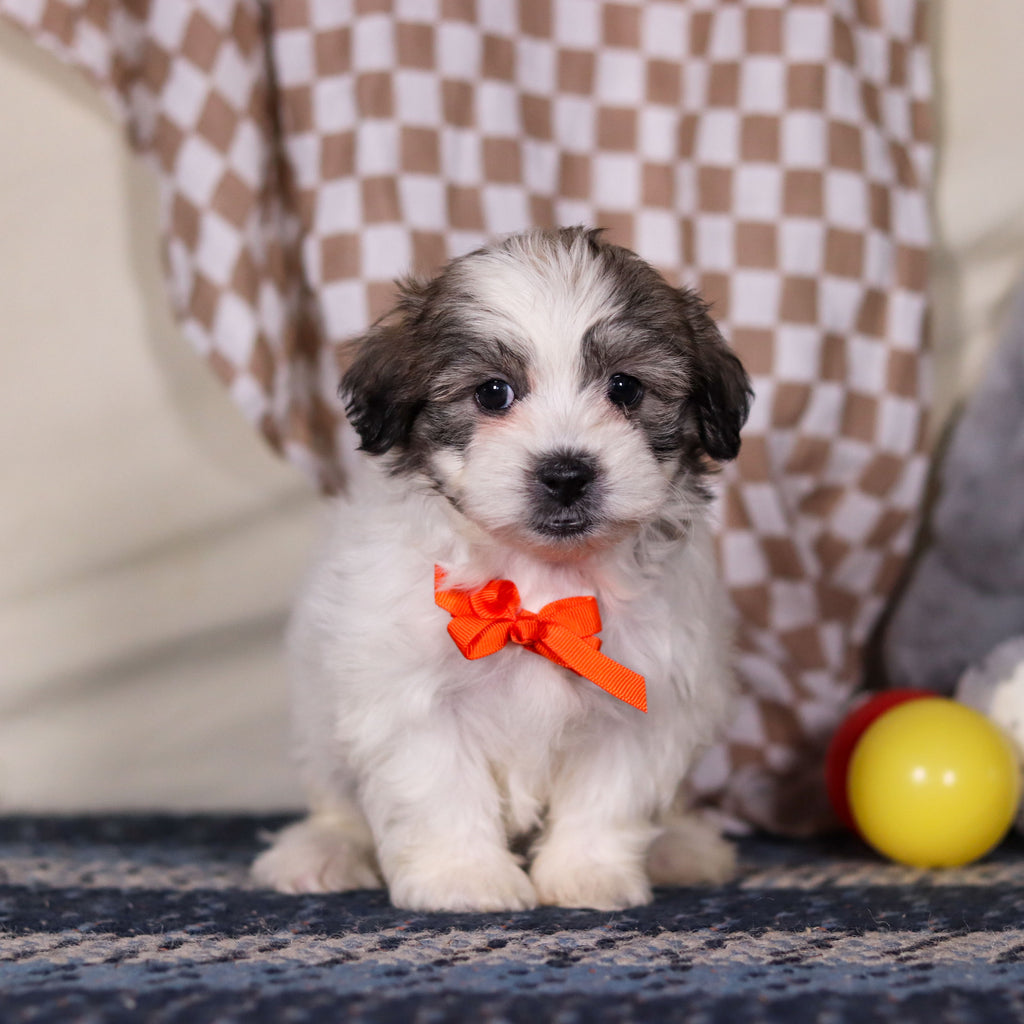 Albert - Available 3/12