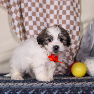 Albert - Available 3/12