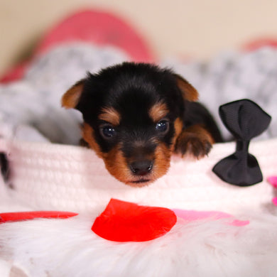 Lewis - Available 3/19