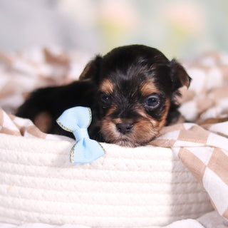 August - Available Now