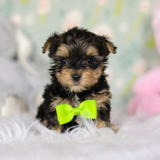 August - Available Now