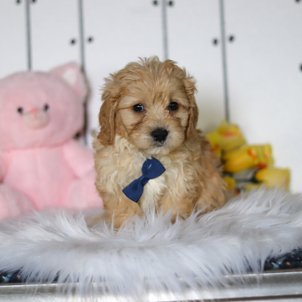 Connor - Available 4/23