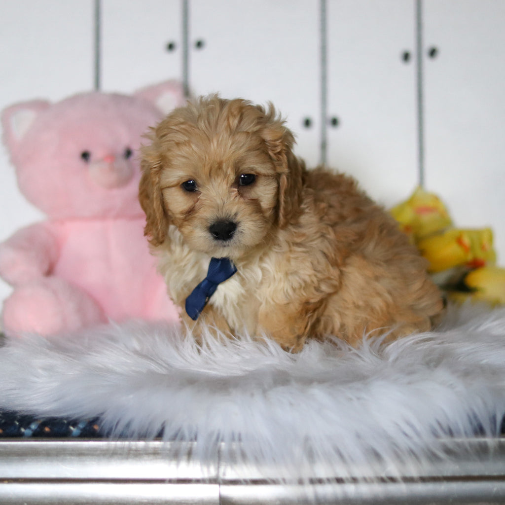 Connor - Available 4/23