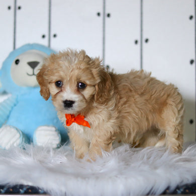 Carlos - Available 4/23